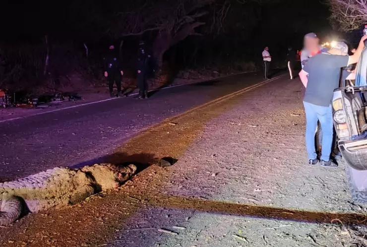 Cocodrilo causa accidente en Eldorado