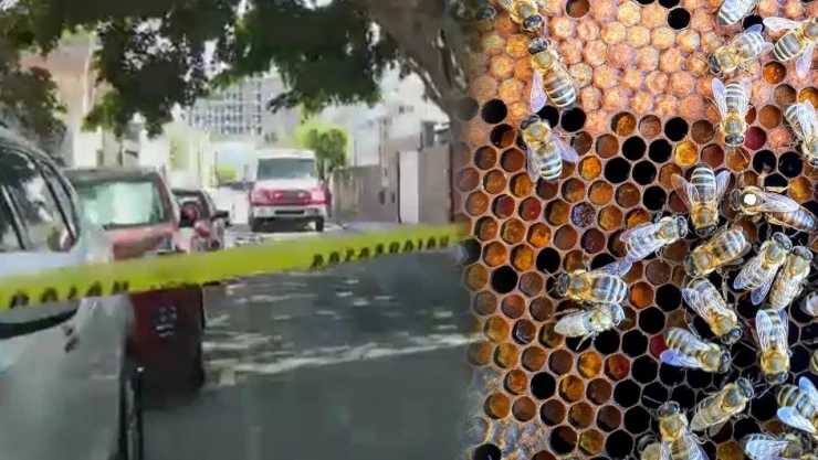 Ataque de abejas