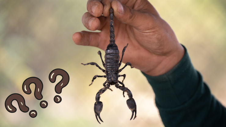 Qué significa encontrar un alacrán negro en tu casa