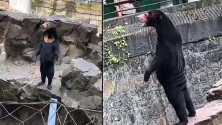 VIDEO_ Zoológico chino desmiente que sus osos sean humanos disfrazados