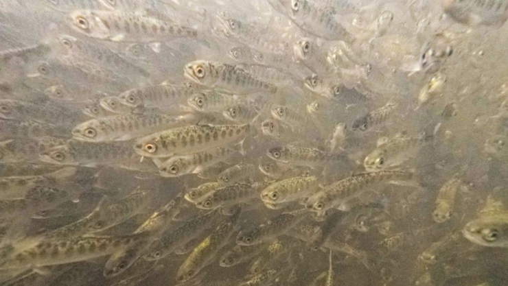 Liberaron aproximadamente 800,000 alevines de salmón Chinook en Fall Creek