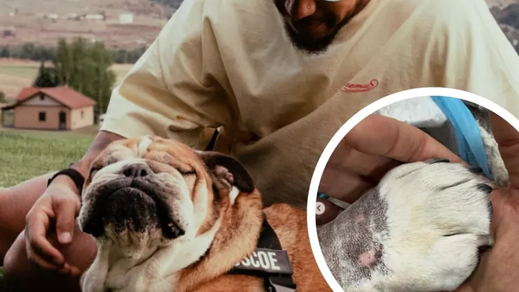 Fallece Roscoe, el bulldog que acompañó a Hamilton en su trayectoria en la Fórmula 1