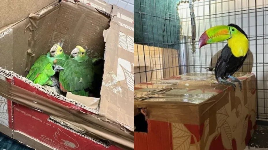 Decomisan loros en garita de Tecate