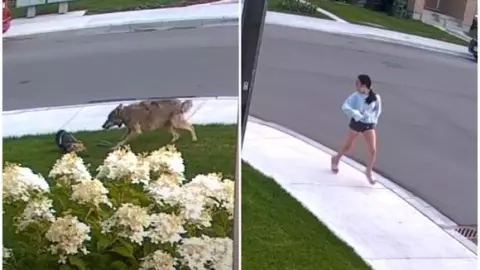 Macy, un perrito yorkshire se enfrentó a un coyote que intentaba atacar a Lily Kwan, su dueña, de 10 años.