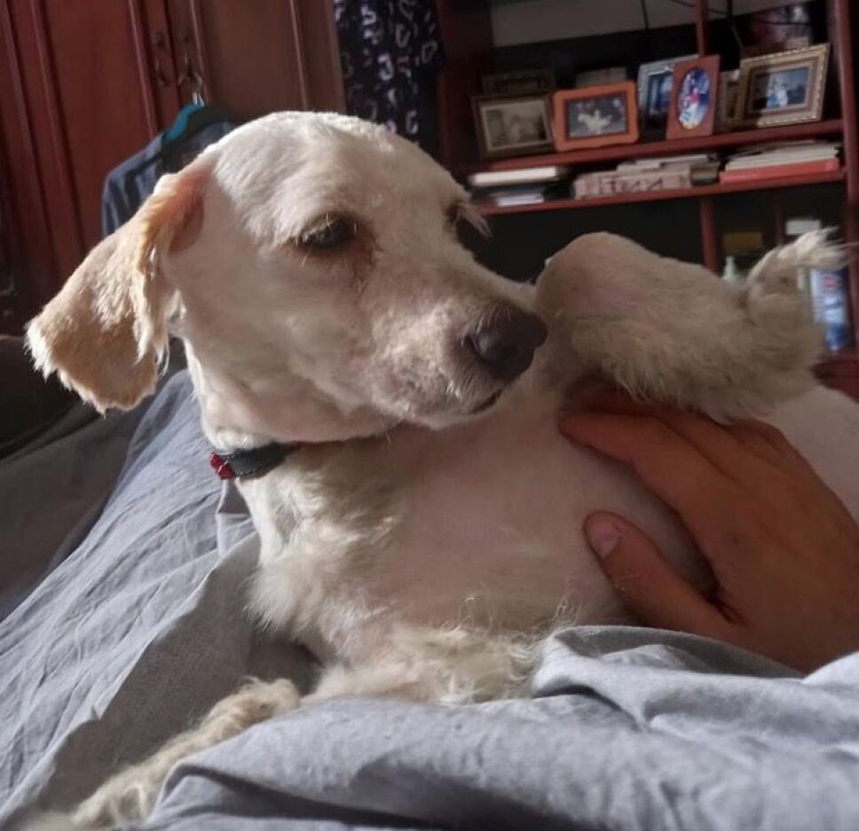 perrito, volcán, La Palma d.jpg