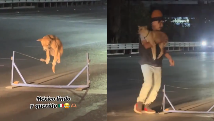 Perrito hace acrobacias en crucero.