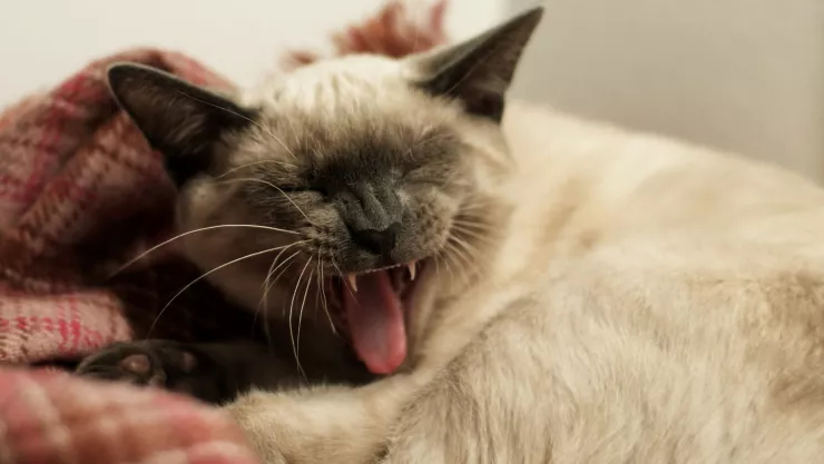 Consejos para quitarle el mal olor de la boca a tu gato