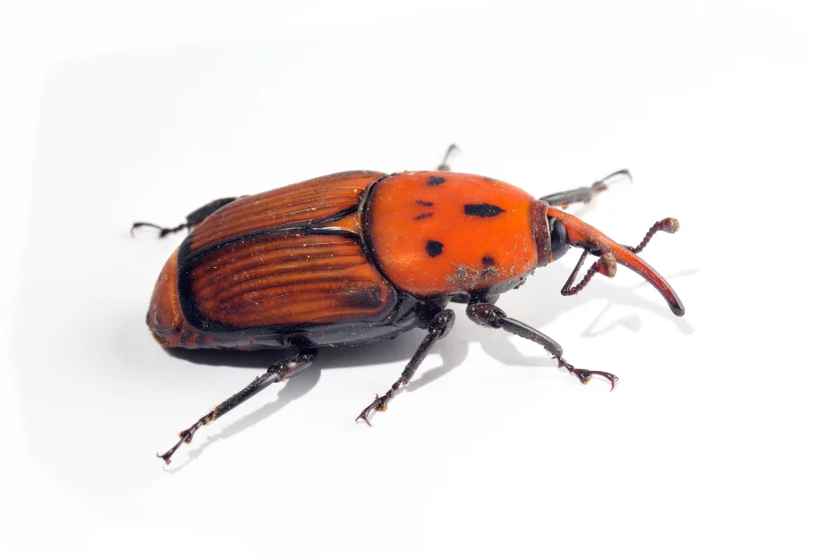 3869830_l -mirageavm.jpg