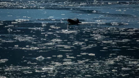 La mayor plataforma del hielo Ártico, llamado Spalte, se desgajó y disgregó formando una serie de icebergs