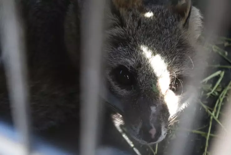 El zorro Fénix regresa al Bosque de la Primavera; sufrió graves quemaduras tras un incendio