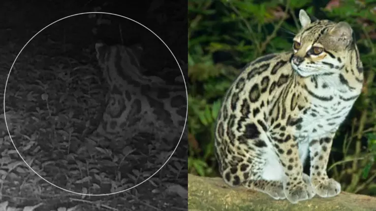 Avistamiento de margay en Morelos