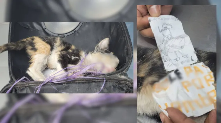 Encuentran a gata cubierta de pegamento y mensaje violento en Puebla