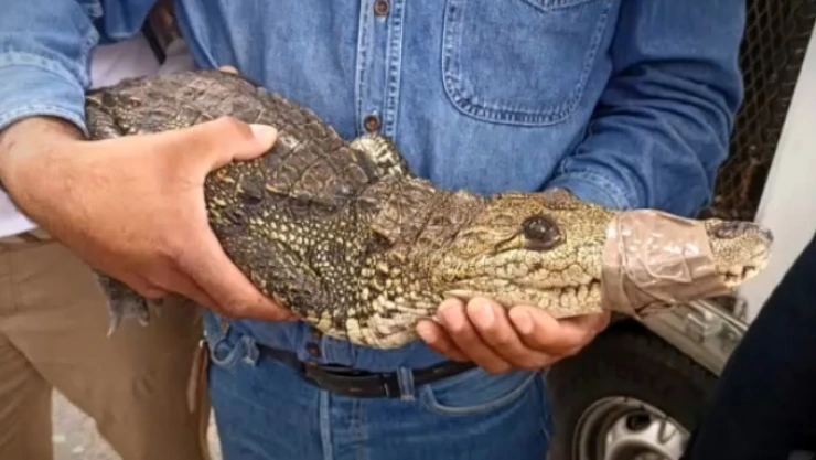 coco el cocodrilo apareció su dueño.jpg