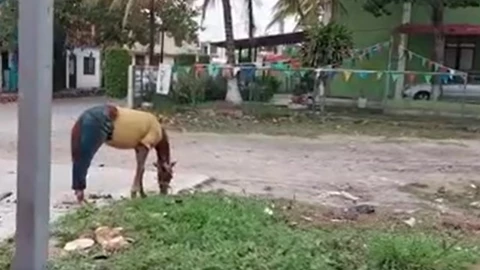 caballo vestido como humano