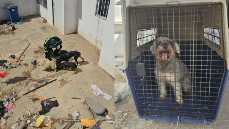 Perros rescatados en fraccionamiento de Mérida.