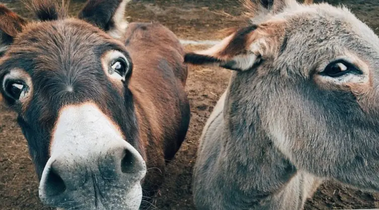 burro parasitos.jpg