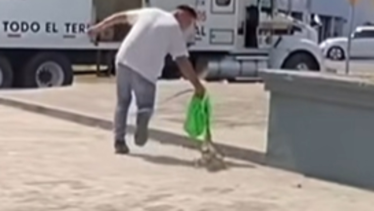Robo de iguana