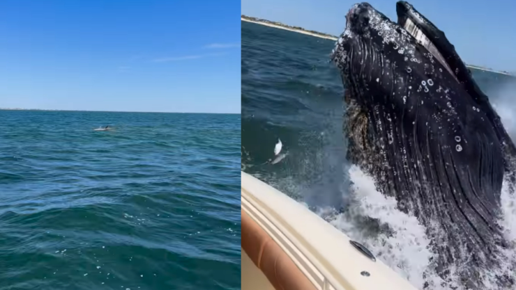 Ballena ataca yate en Long Beach