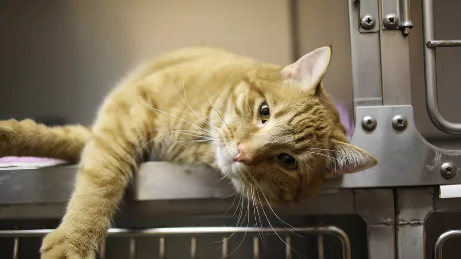 ¿Dónde hay esterilización gratuita para perros y gastos en CDMX?