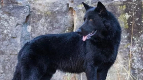Este es el calupoh, el famoso perro lobo mexicano