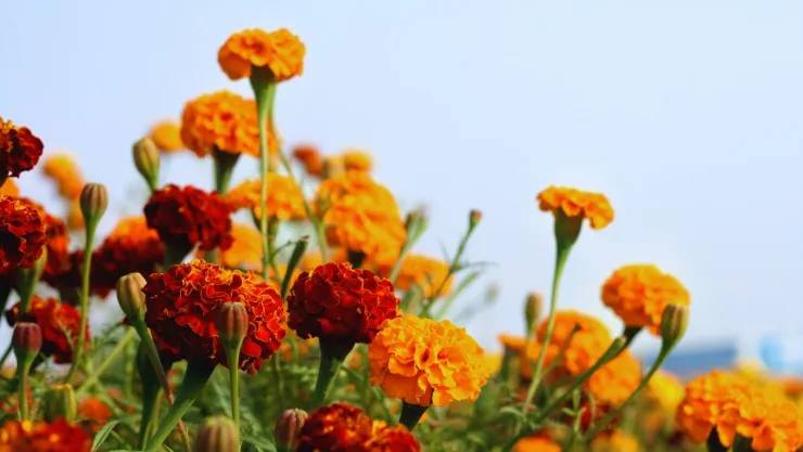 Poner caléndulas en el altar el Día de Muertos: qué significan y para qué sirven