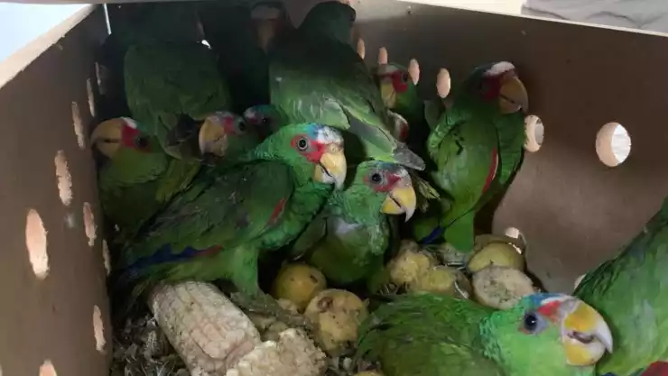 detienen hombre cotorros tigrillos.jpg