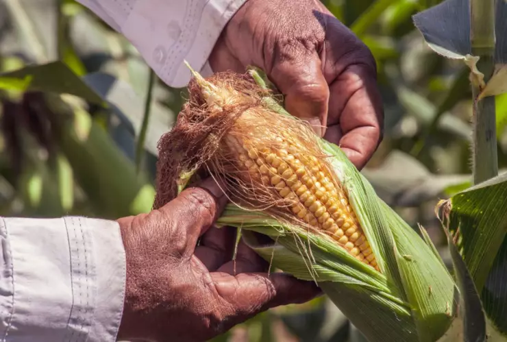 maíz recetas prehispánicas