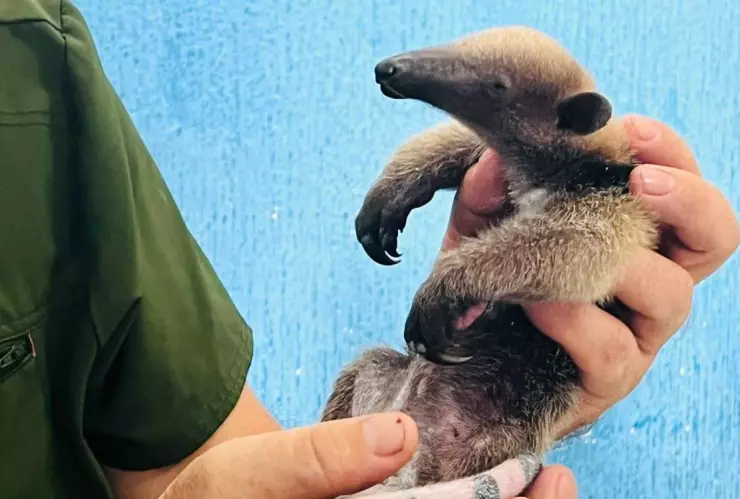 Oso hormiguero Coatzacoalcos.