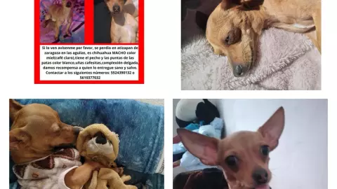 perros perdidos Beli.jpeg