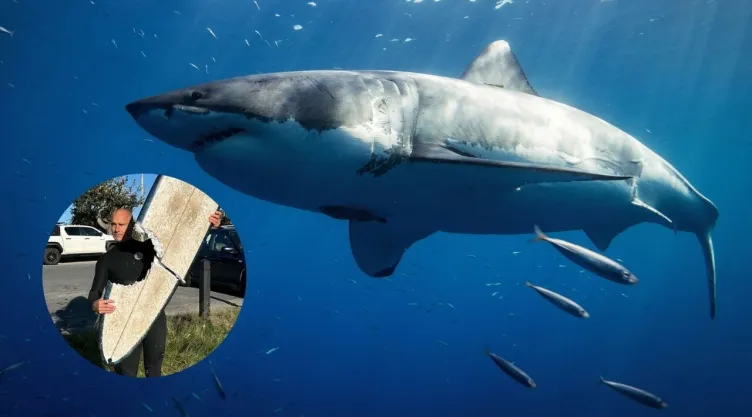 Foto de tiburón y de tabla de surf.