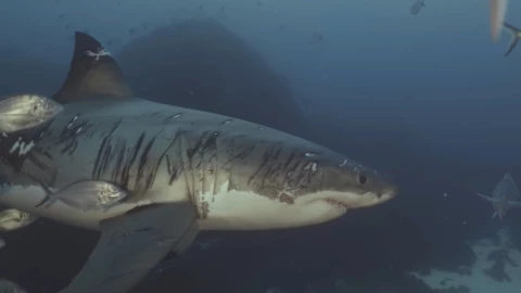 tiburon cicatrices peleas.jpg