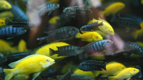 Lista de especies de agua dulce en peligro de extinción