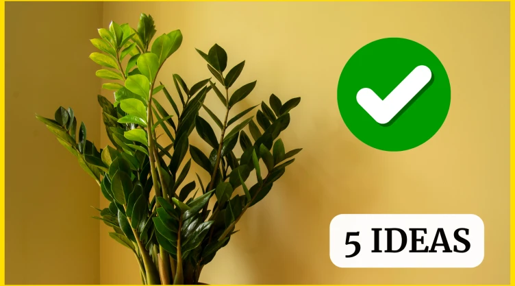 Zamioculcas