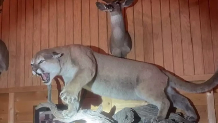 Un puma embalsamado