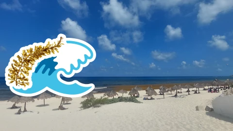 Playas libres de sargazo en Quintana Roo HOY 4 de agosto de 2025_ Lista desde Holbox, Cancún y hasta Tulum.jpg