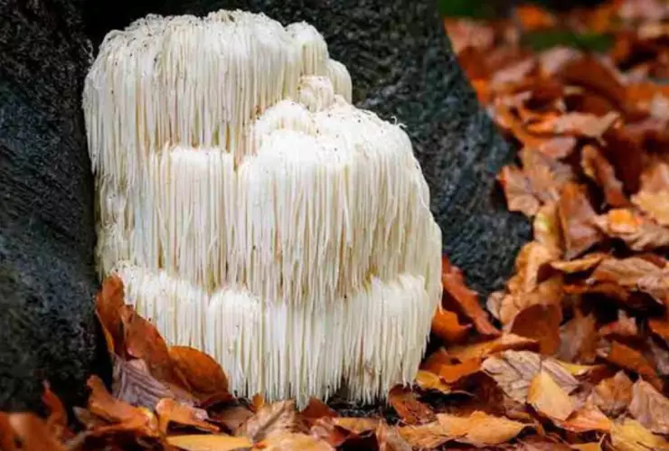 Hongo melena de león