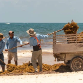sargazo-en-quintana-roo-recolectores-estuvieron-expuestos-a-sulfuro-hidrogeno