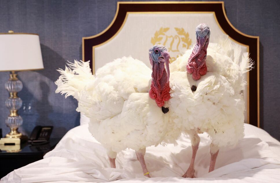 pavos-thanksgiving-perdon-trump.jpg