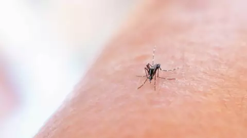 Aumentan los casos de dengue y zika en México; así puedes prevenir esta enfermedad