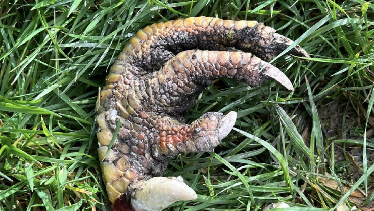 Mujer encuentra una “garra de dinosaurio” en su jardín, sorprende a expertos