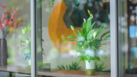 plantas