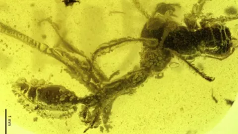 F&oacute;sil, hormiga, &aacute;mbar.jpg