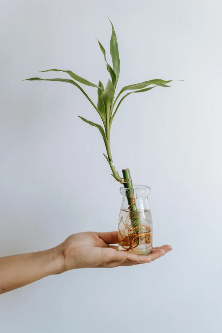 bambu oficina.jpg