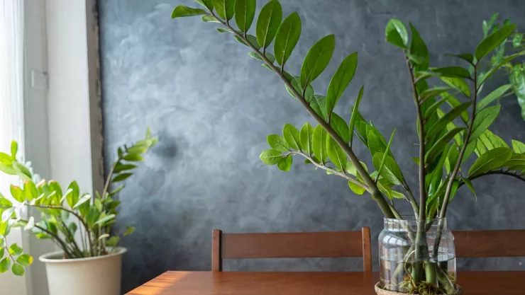 La Planta ZZ (Zamioculcas zamiifolia)