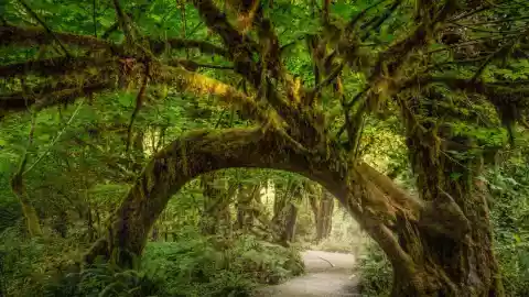 Parque Nacional Olympic