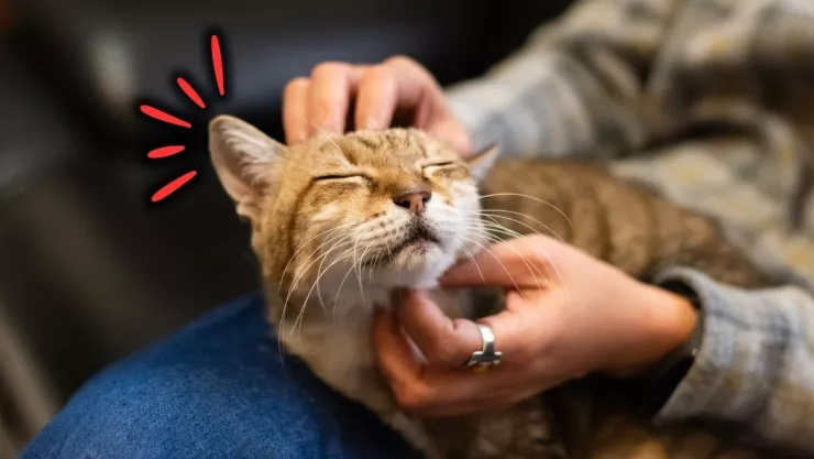 /estilo-de/como-saber-si-mi-gato-es-feliz-5-senales-de-lenguaje-corporal