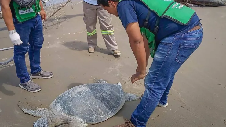 El ejemplar correspondía a una tortuga verde, especie protegida en México