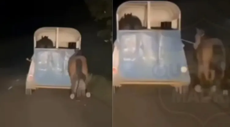 Hombre arrastra un caballo con un remolque en Veracruz