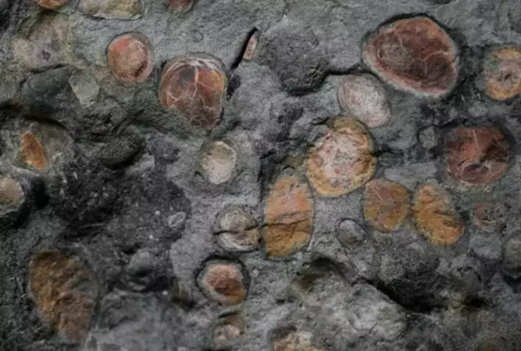 Fósil de dinosaurio.png