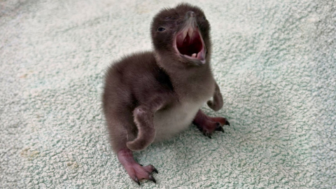 Henry pingüino bebé